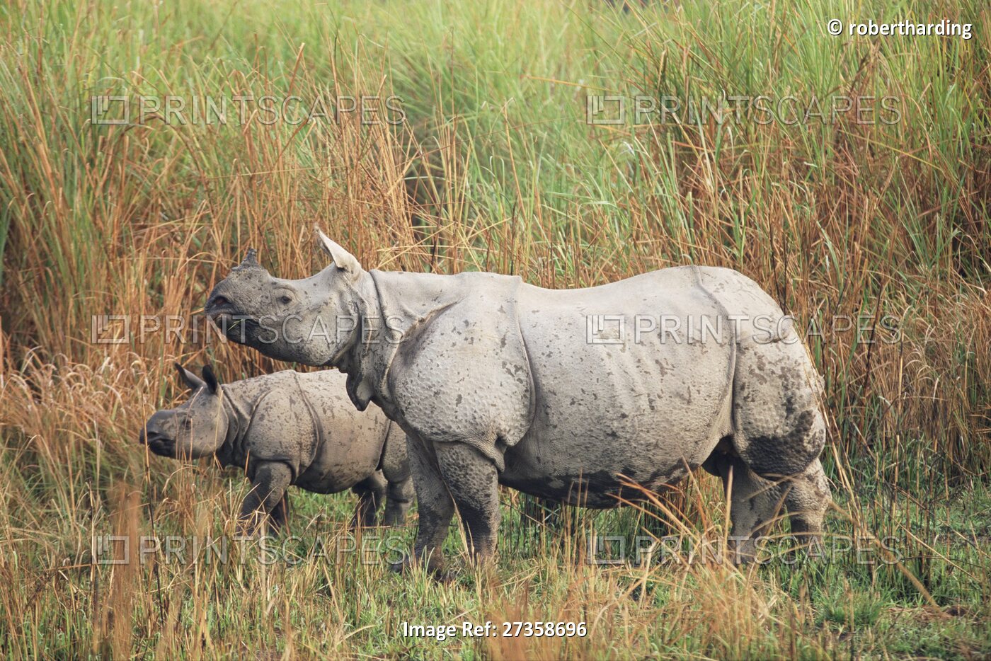 Indian one-horned rhinoceros (rhino), Rhinoceros unicornis, with calf, ...