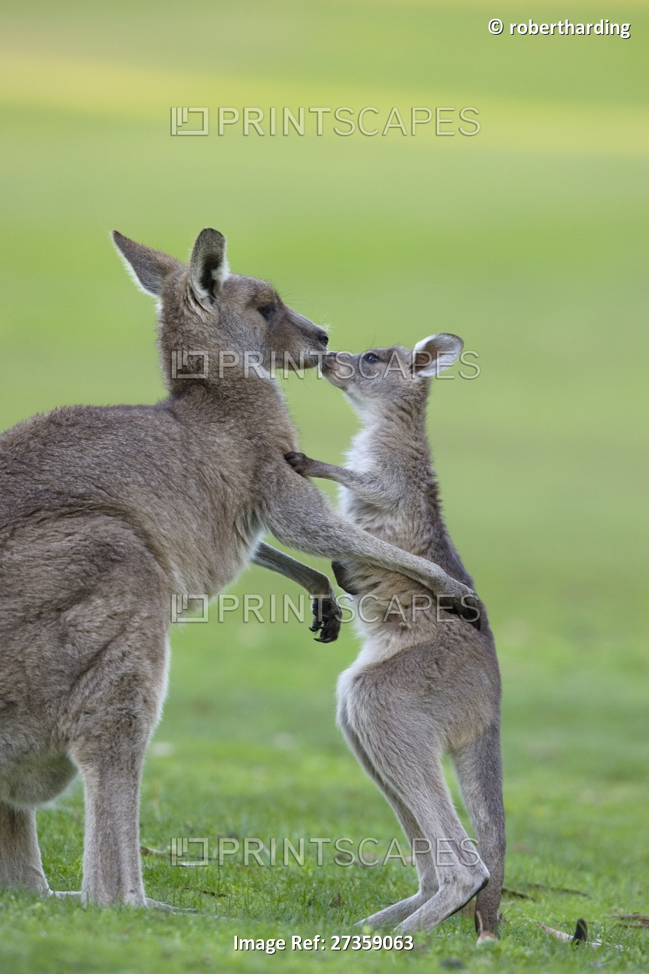 Eastern Grey Kangaroo, (Macropus giganteus), Great Ocean Road, Anglesea, ...