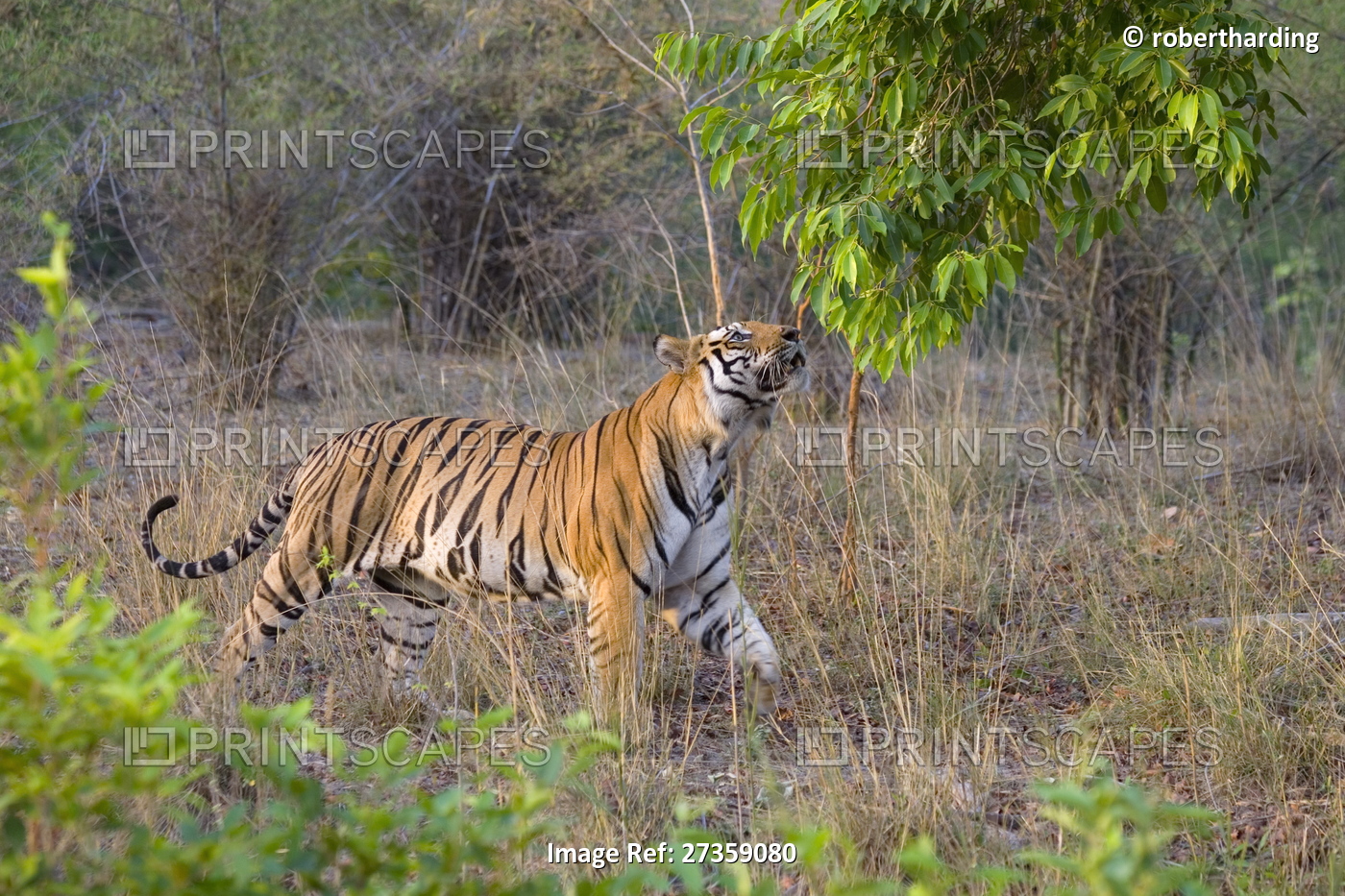 Bengal tiger, (Panthera tigris), Bandhavgarh, Madhya Pradesh, India