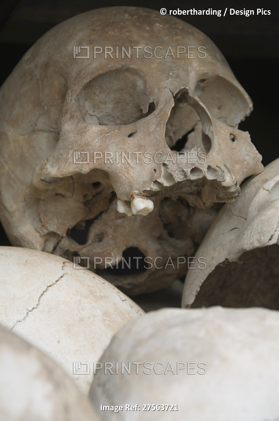 Some of the 9000 skulls, The Killing Fields, Choeung Ek, Phnom Penh, Cambodia, ...