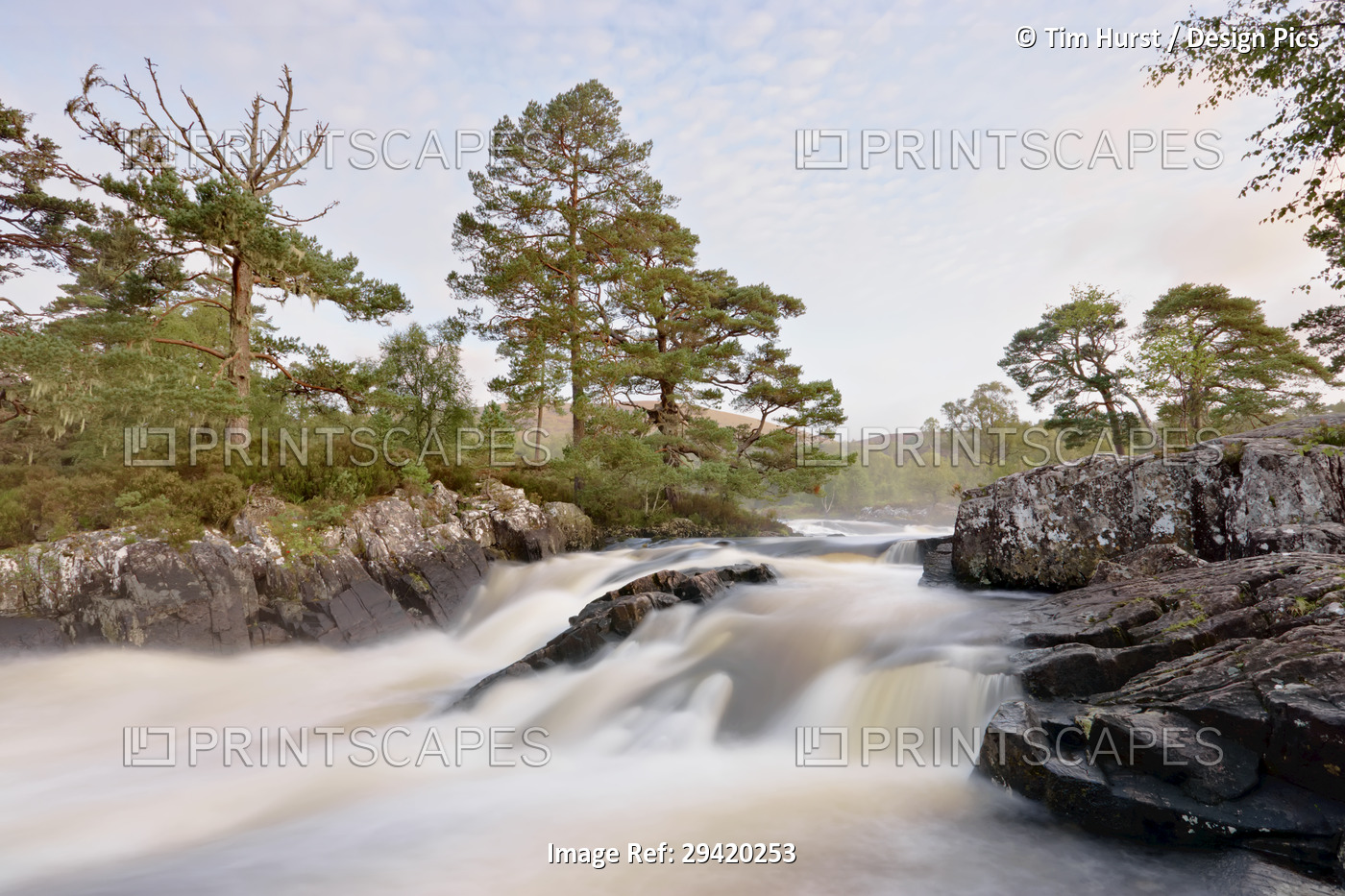 Scots Pine and Rapids at Dawn, River Affric, Glen Affric, Cannich, Highland ...