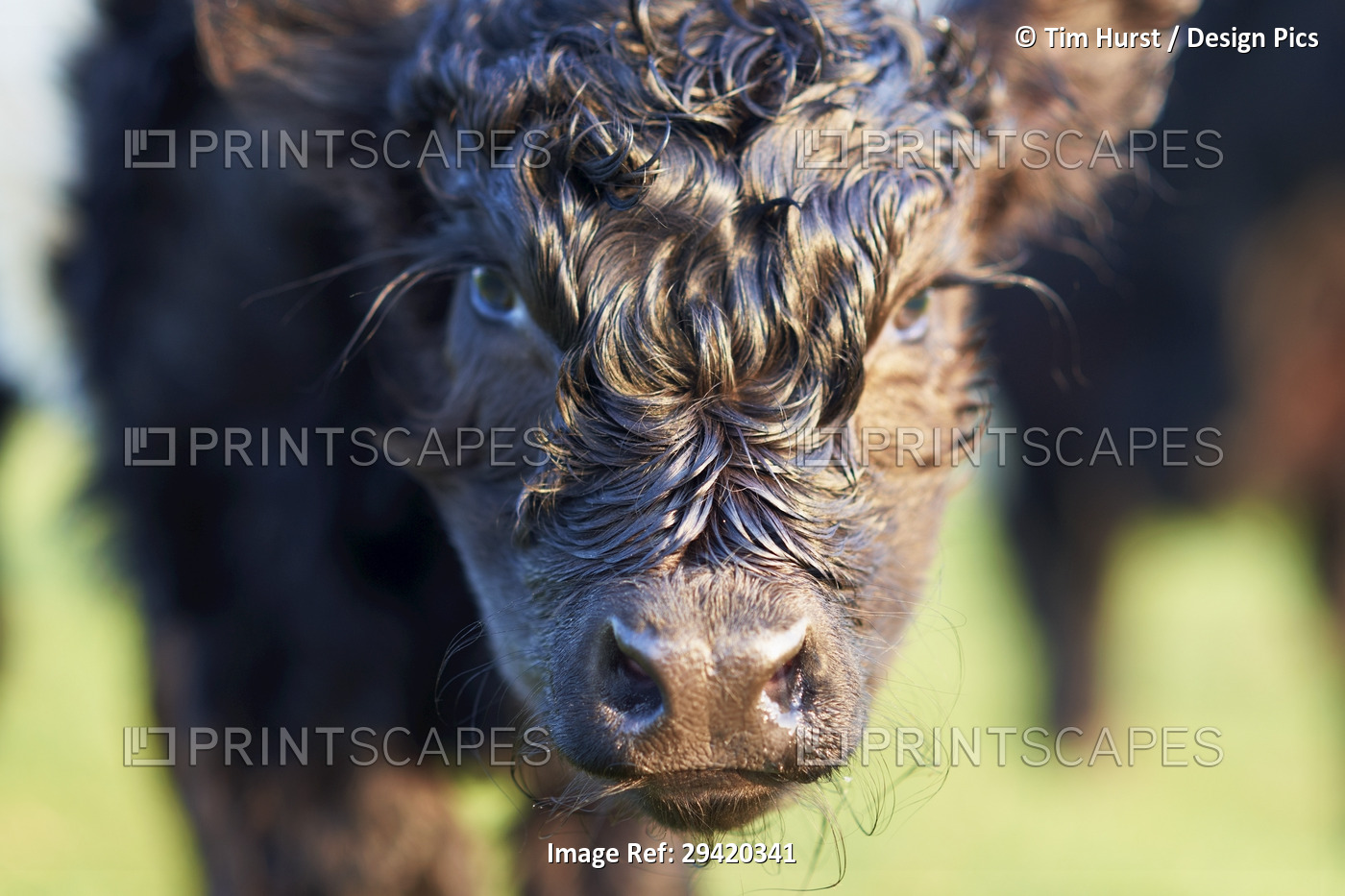 Close-Up of Newborn Banded Galloway Calf, Cotswolds, Gloucestershire, England, ...