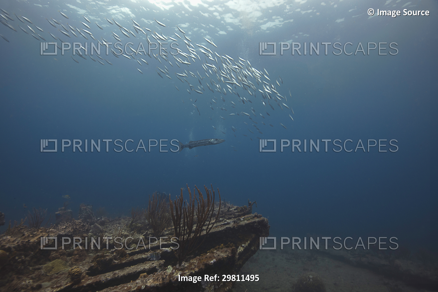 Underwater view of barracuda swimming near Rhone shipwreck, British Virgin ...