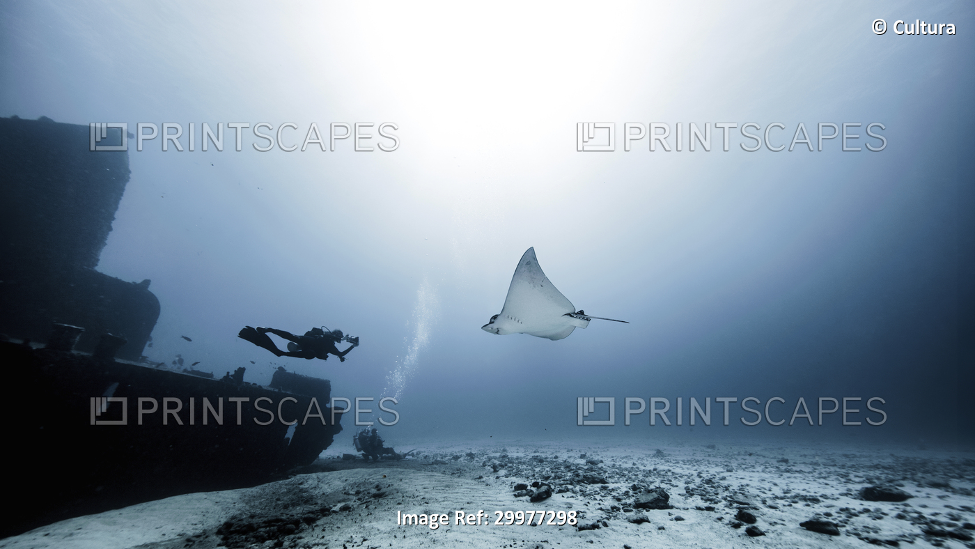 Diver swimming with Eagle Ray, underwater view, Cancun, Mexico