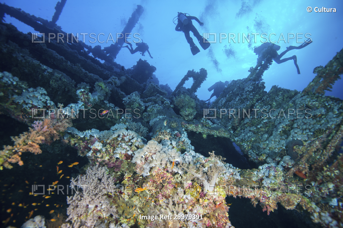 Scuba divers investigating coral covered shipwreck, Red Sea, Marsa Alam, Egypt