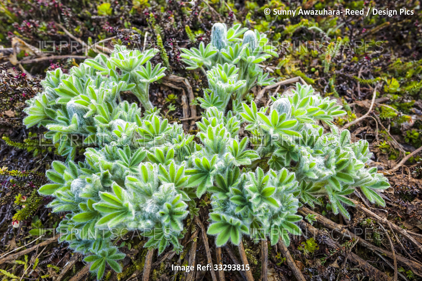 Lupine (Lupinus Nootkatensis) shoots and buds, Chugach National Forest, Kenai ...