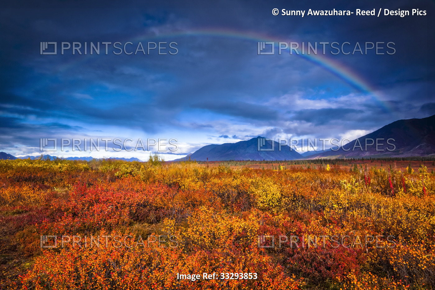 Rainbow over autumn coloured tundra, Alaska Range in the background, Interior ...