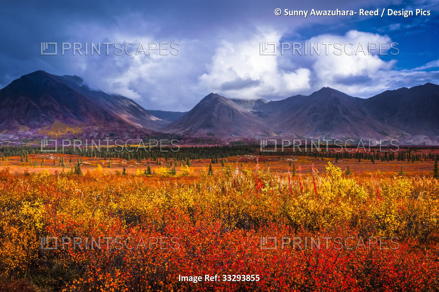 Alaska Range and vivid autumn coloured tundra under stormy clouds, Interior ...