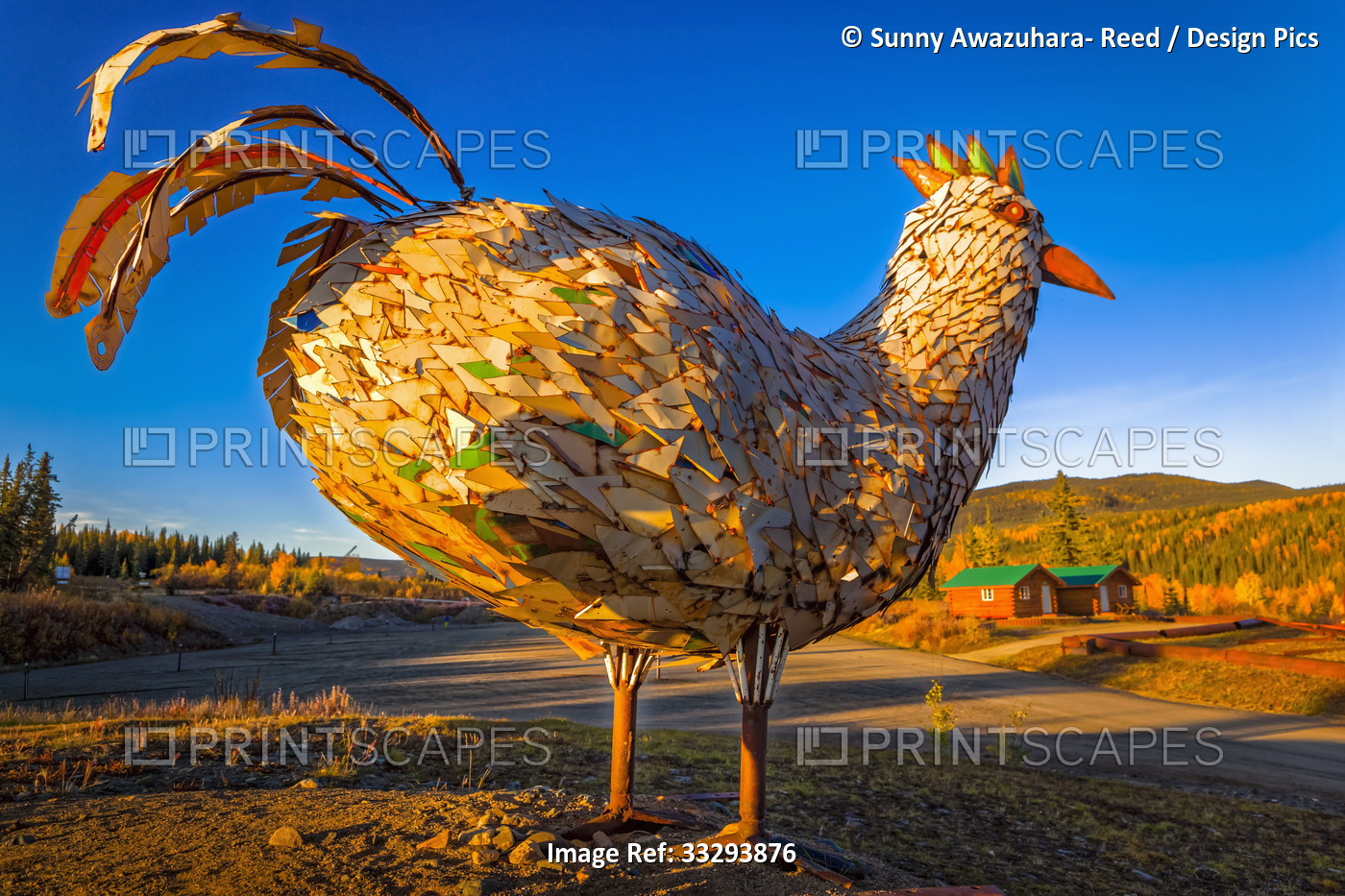 Sunset glow on the metal chicken sculpture on the hill of historic mining town ...