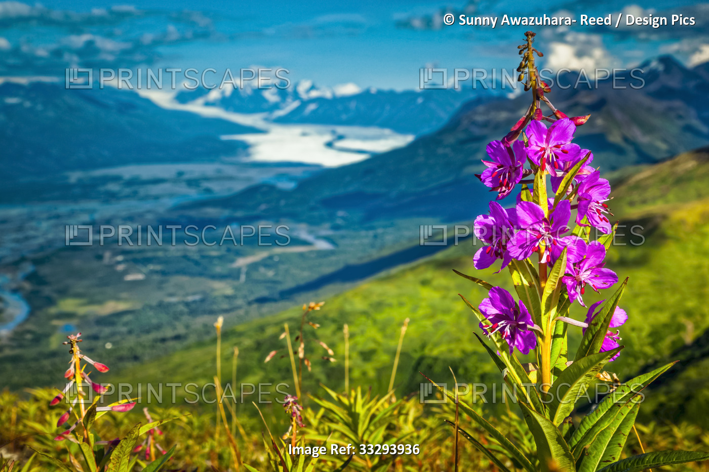 Fireweed (Chamaenerion angustifolium) blooming on a hill of Chugach Mountains, ...