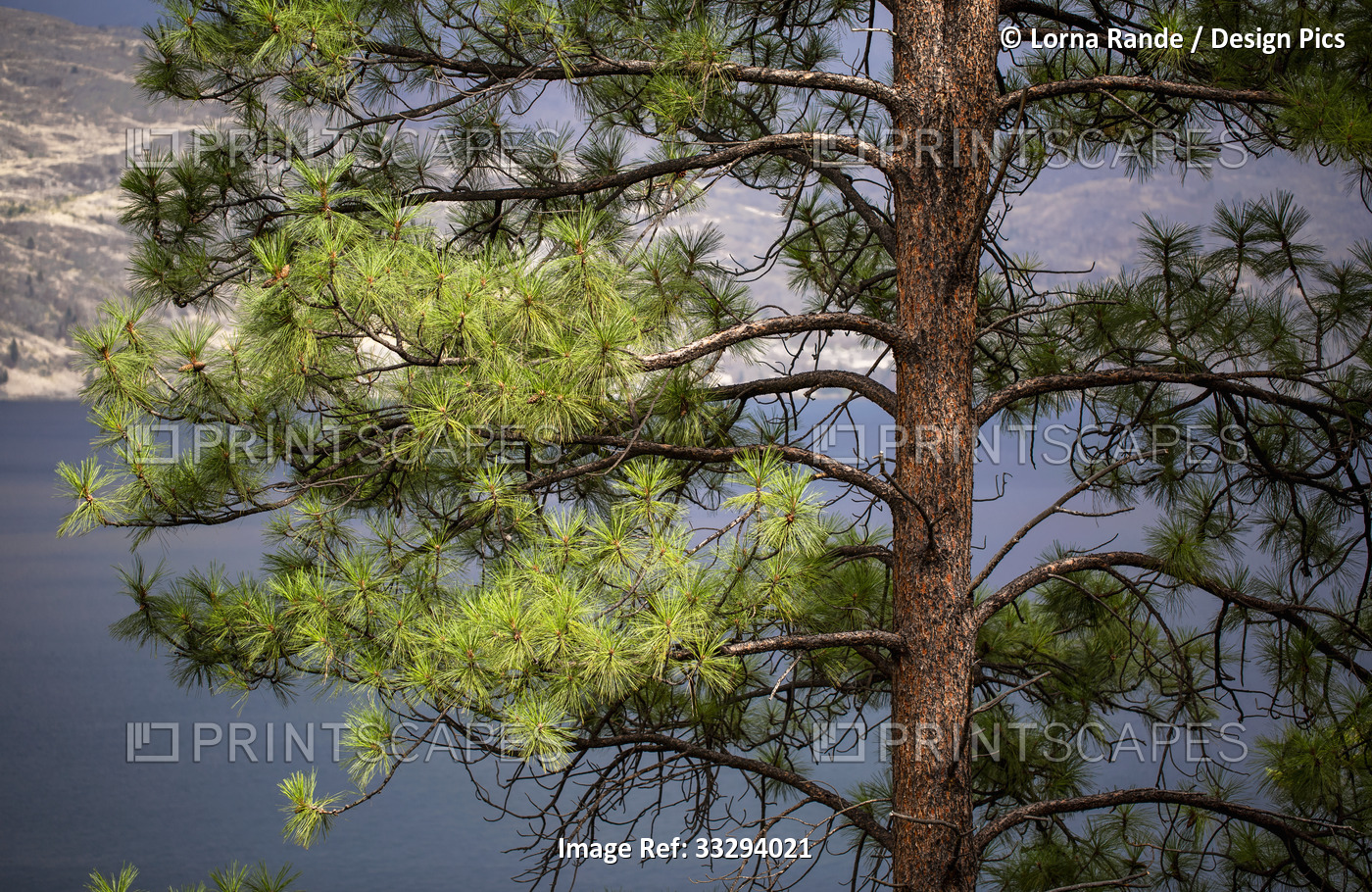 An evergreen tree in the foreground with Okanagan Lake and shoreline in the ...