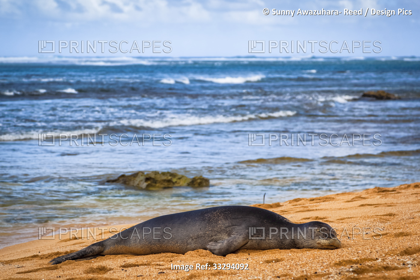 Hawaiian Monk Seal (Neomonachus schauinslandi) resting on Makua beach; Hanalei, ...
