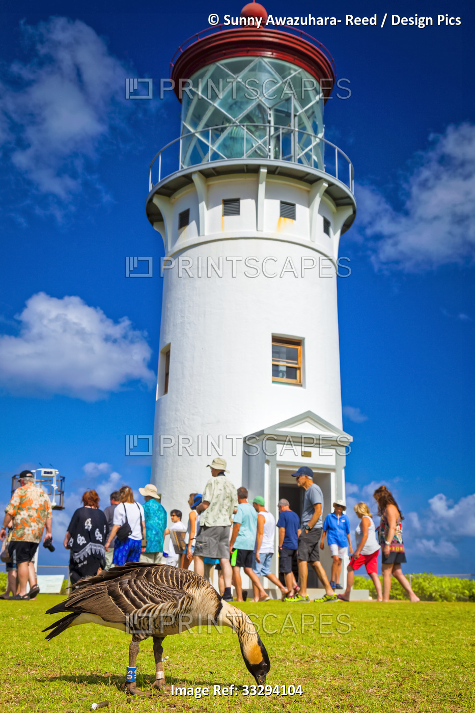 Group of tourists at Kilauea Lighthouse under blue sky. Nene (Branta ...