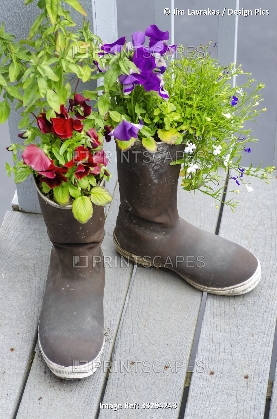 Pair of black rubber boots filled with purple and red flowering plants on ...