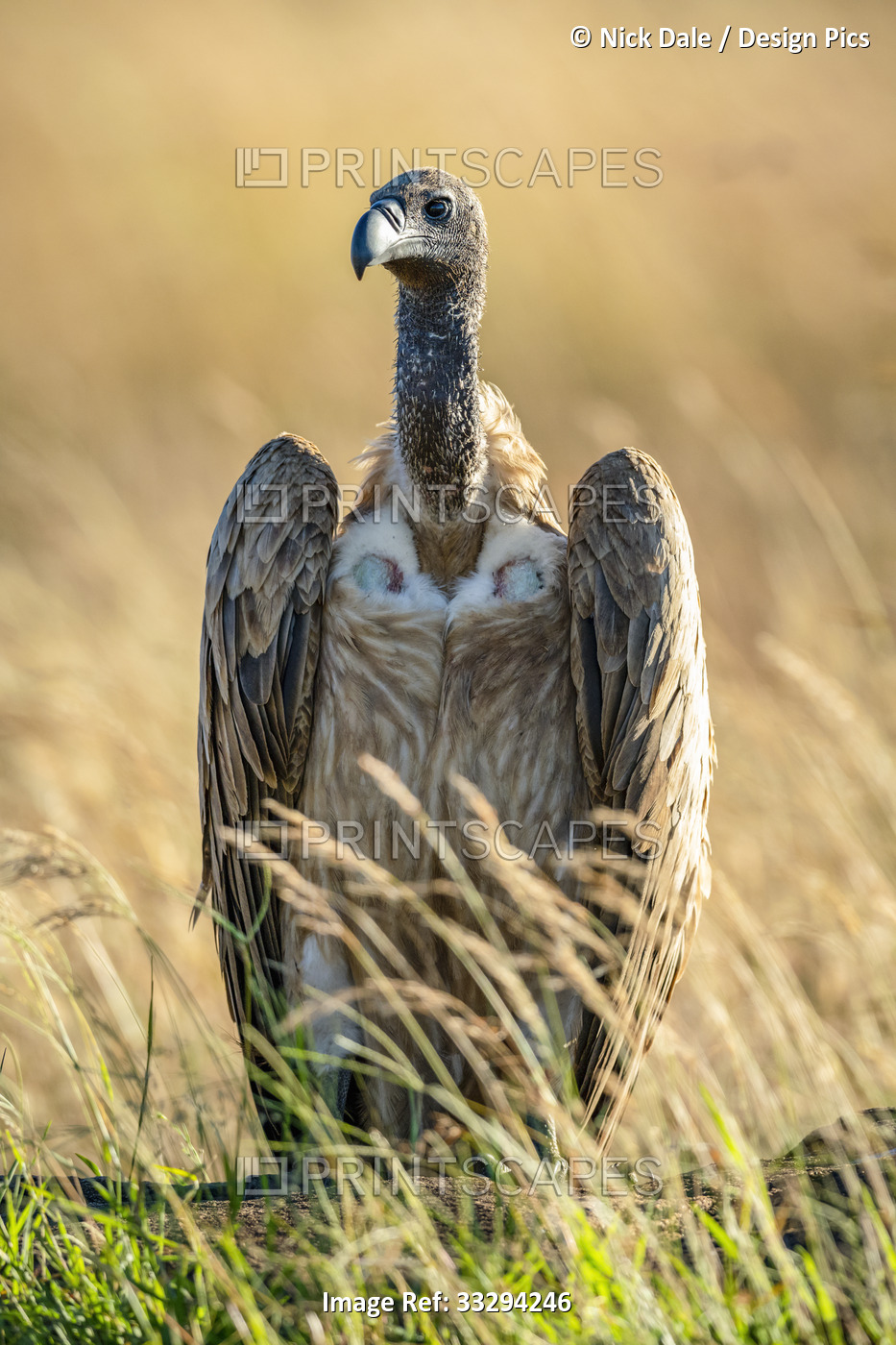 Portrait of backlit African white-backed vulture (Gyps africanus) standing in ...