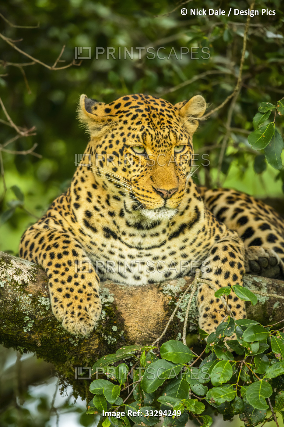 Portrait of leopard (Panthera Pardus) with watchful eyes lying on lichen ...
