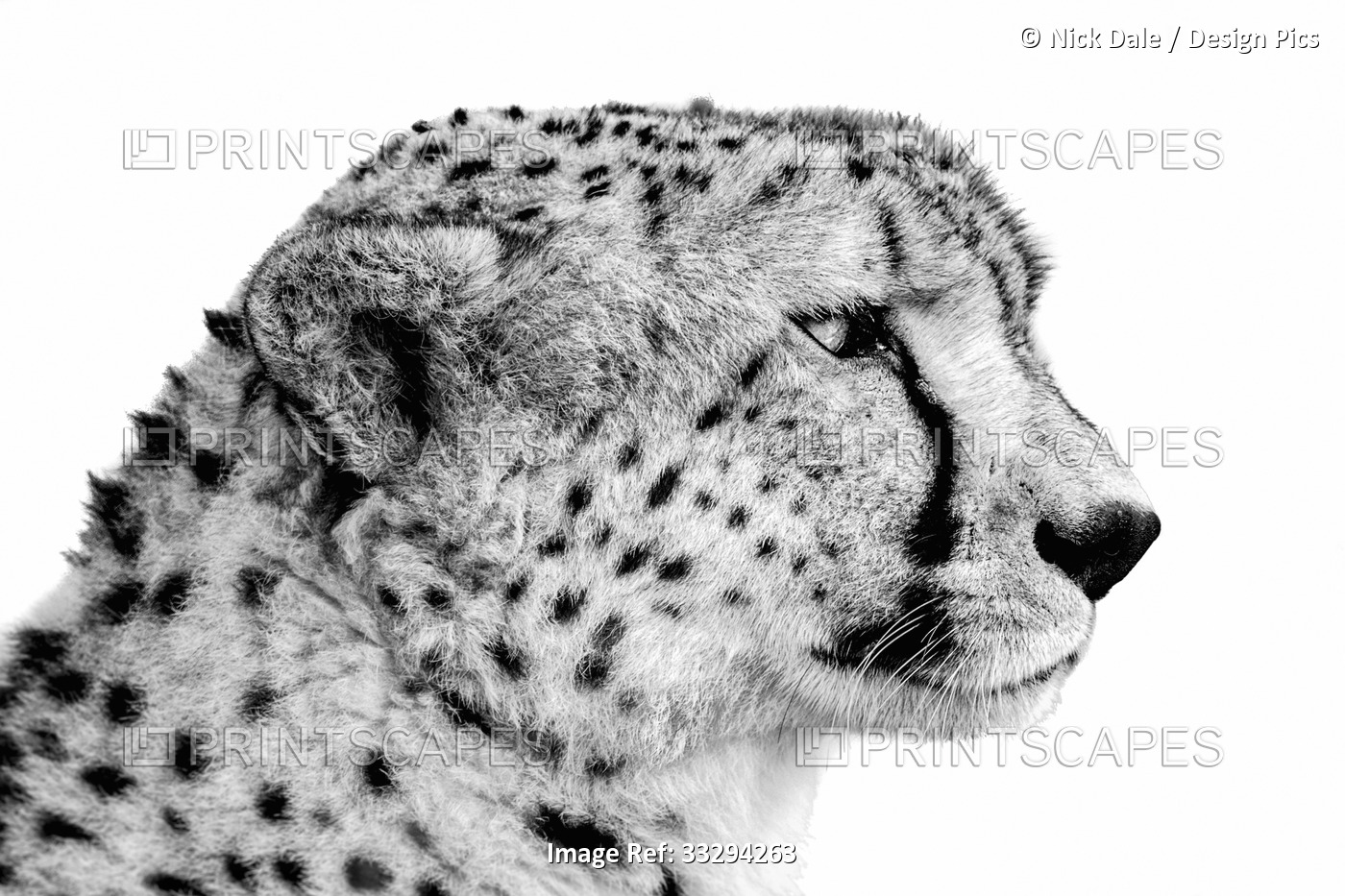 Black and white portrait of a close-up of a cheetah (Acinonyx jubatus) head ...