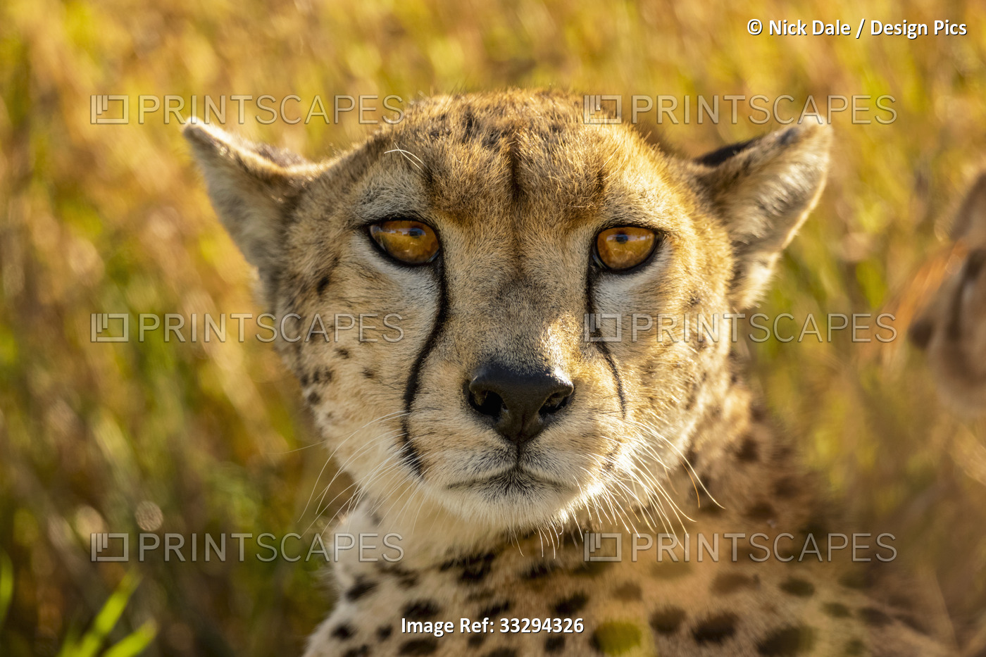 Close-up portrait of cheetah lying in the grass and looking at the camera; ...