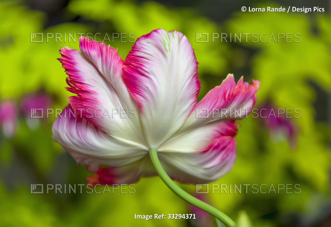 Close-up of the underside of a pink and white parrot tulip (Tulipa ×gesneriana ...