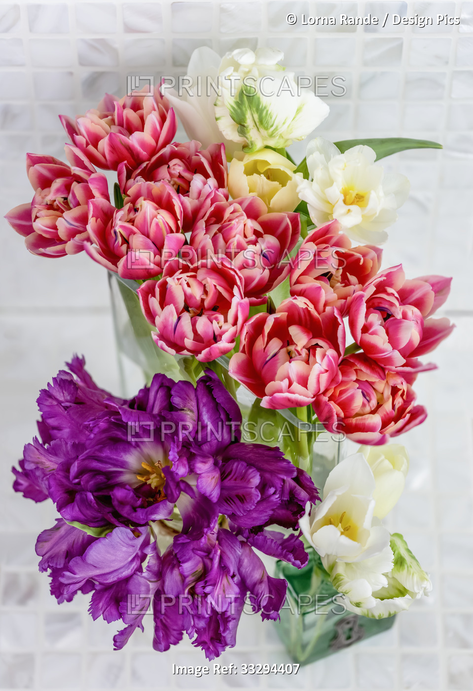 High angle view of arrangements of purple parrot tulips,pink double tulips and ...