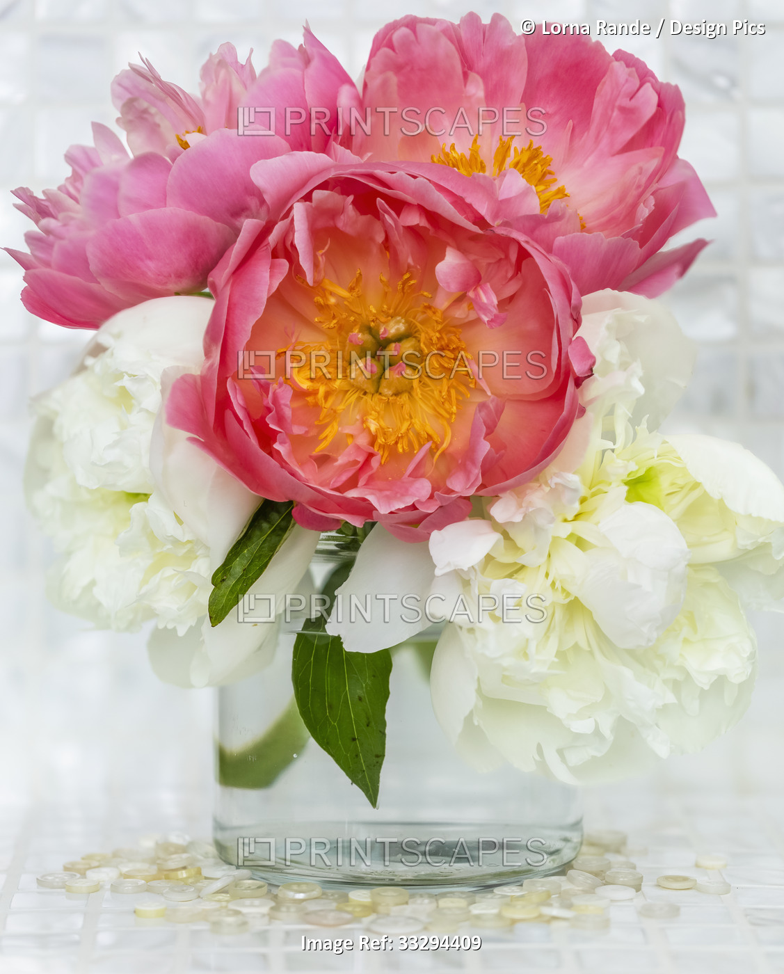 Close-up bouquet of pink and white peonies (Paeonia) in a glass vase; Surrey, ...