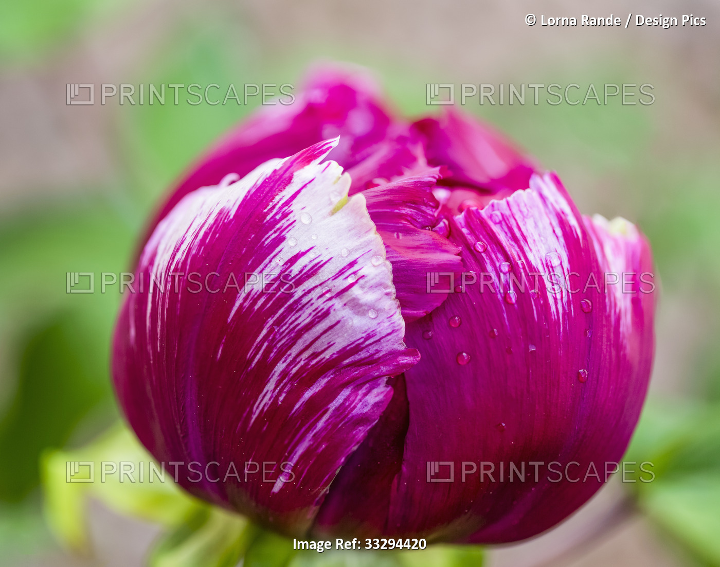 Detail of pink and white variegated petals on a closed peony (Paeonia); Surrey, ...