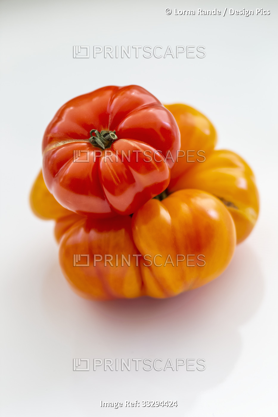 Two varieties and colors of heirloom tomatoes on a white background; Surrey, ...