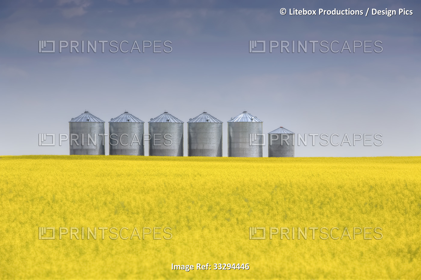 Blurred flowering canola field with row of steel grain bins on the horizon on a ...