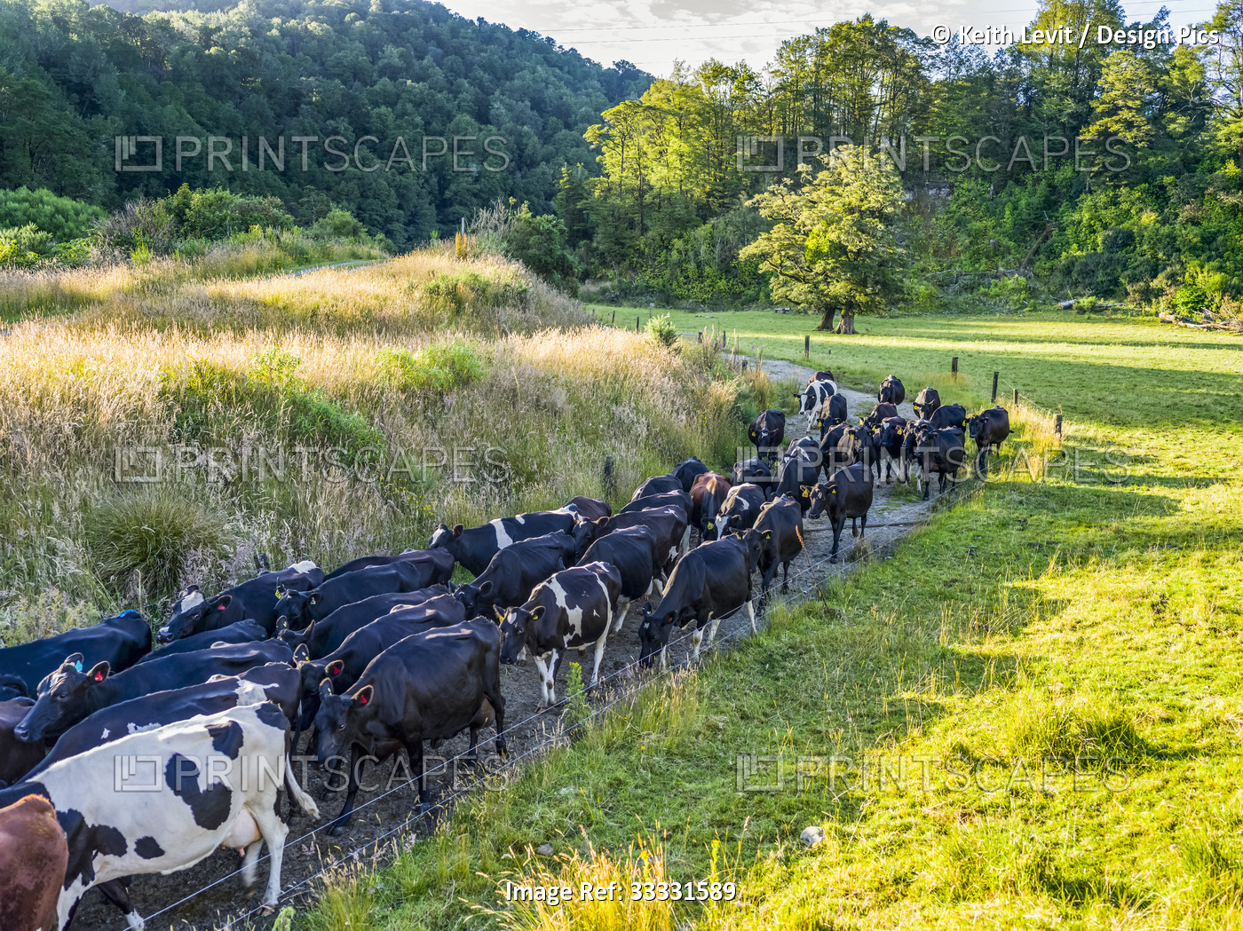 Cows walking down a narrow land along a field in Totara Flat, the centre of the ...