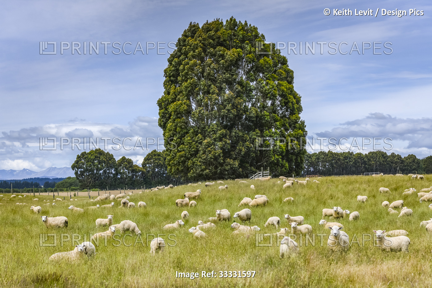 Flock of sheep grazing in field on a sunny day with a cloudy sky; Manapouri, ...