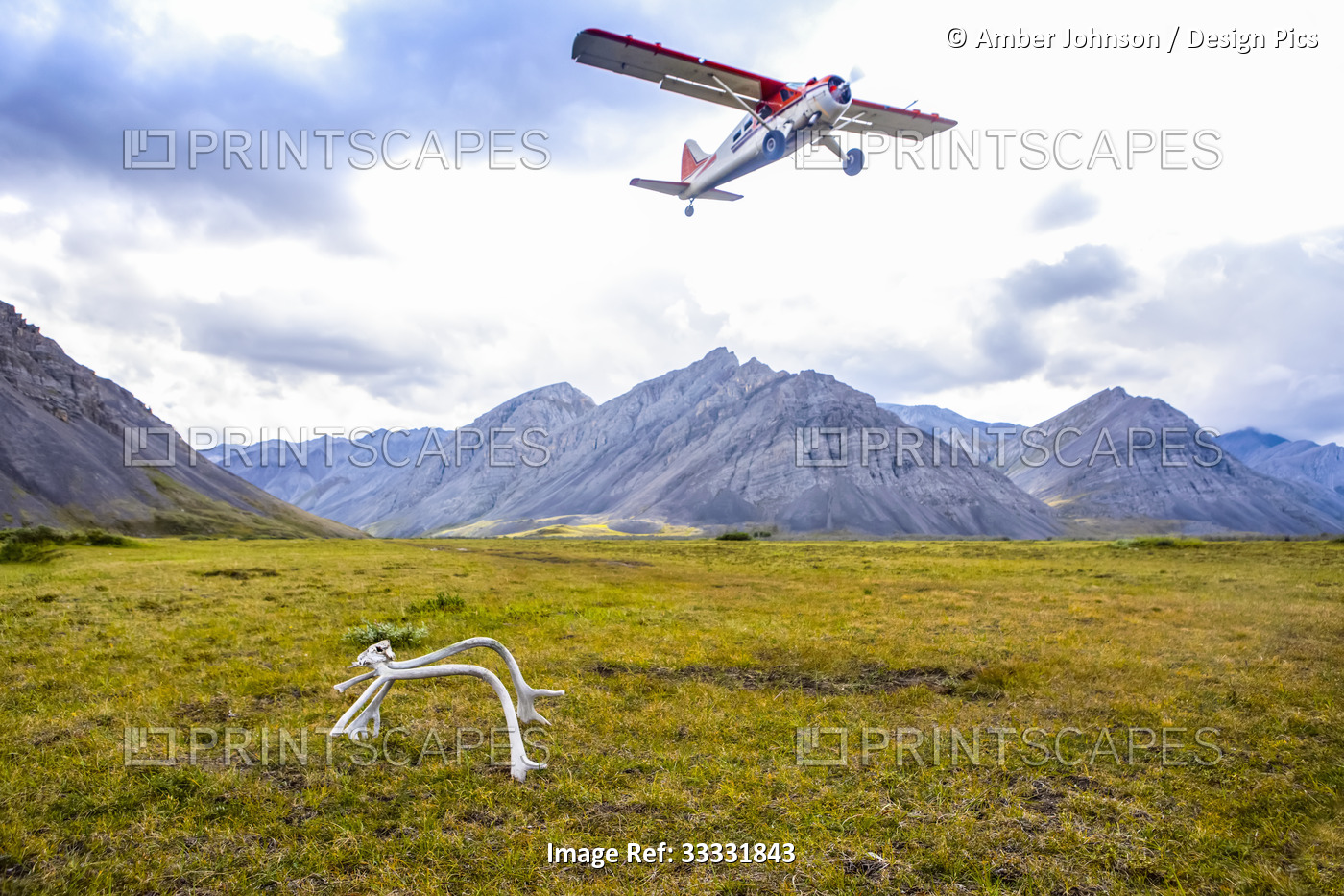 Dehavilland Beaver taking off from tundra bush airstrip in late summer, with a ...