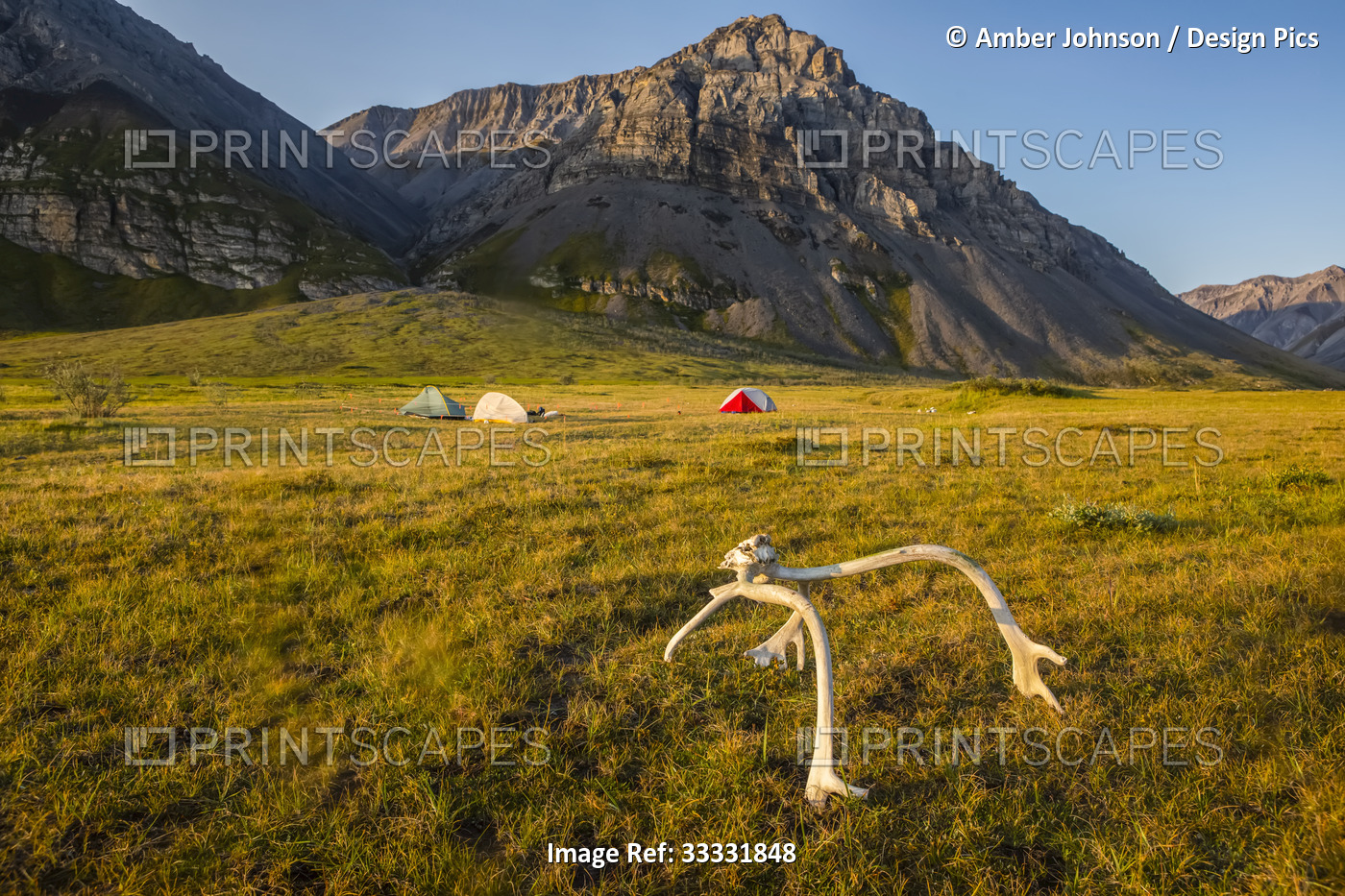 Late afternoon/evening sun lights up the tundra, with a caribou rack in the ...