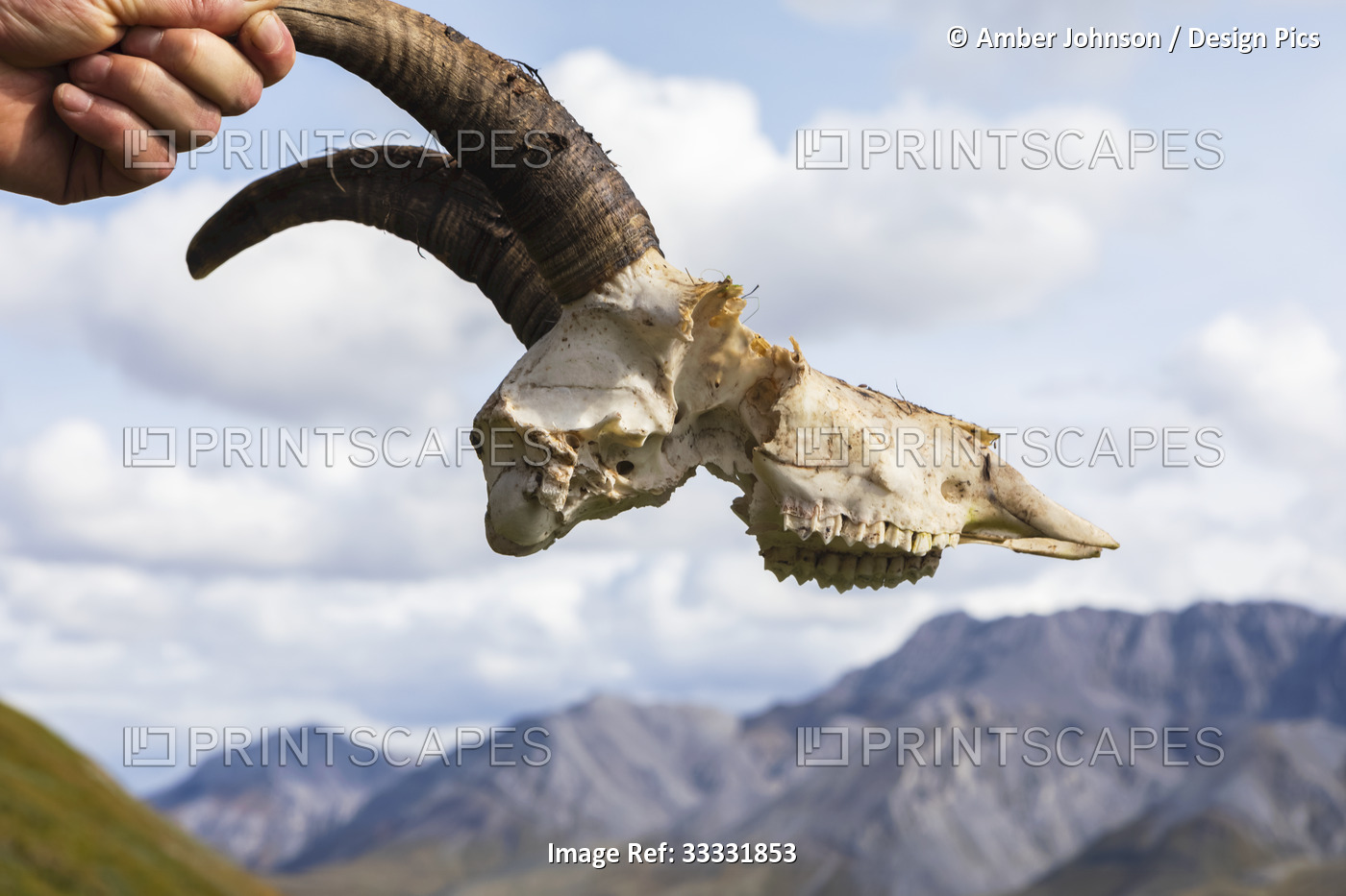 Caucasian man's hand holding a dall sheep's skull with horns attached, with the ...