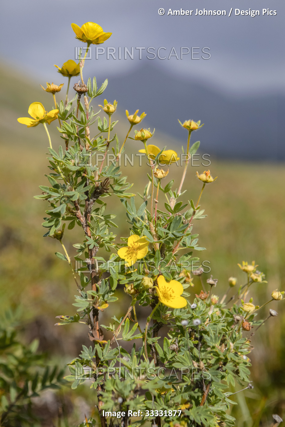 Yellow tundra rose bush or shrubby Cinquefoil (Dasiphora fruticosa) lit up by ...