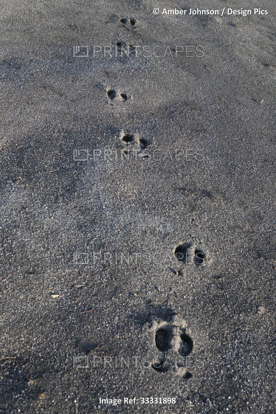 Close-up of caribou (Rangifer tarandus) tracks in the sand at Canning River; ...