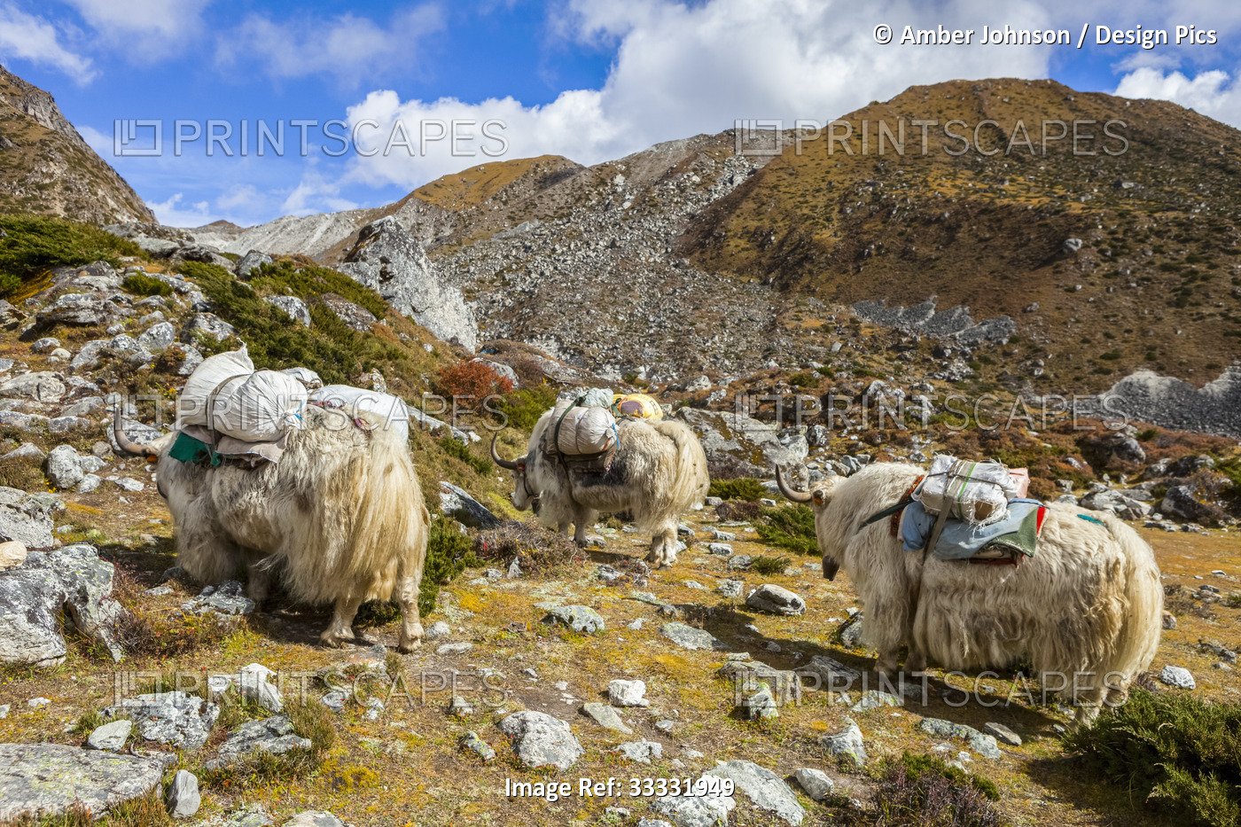 Yaks (Bos grunniens) carrying goods up the Gokyo trek towards the village of ...