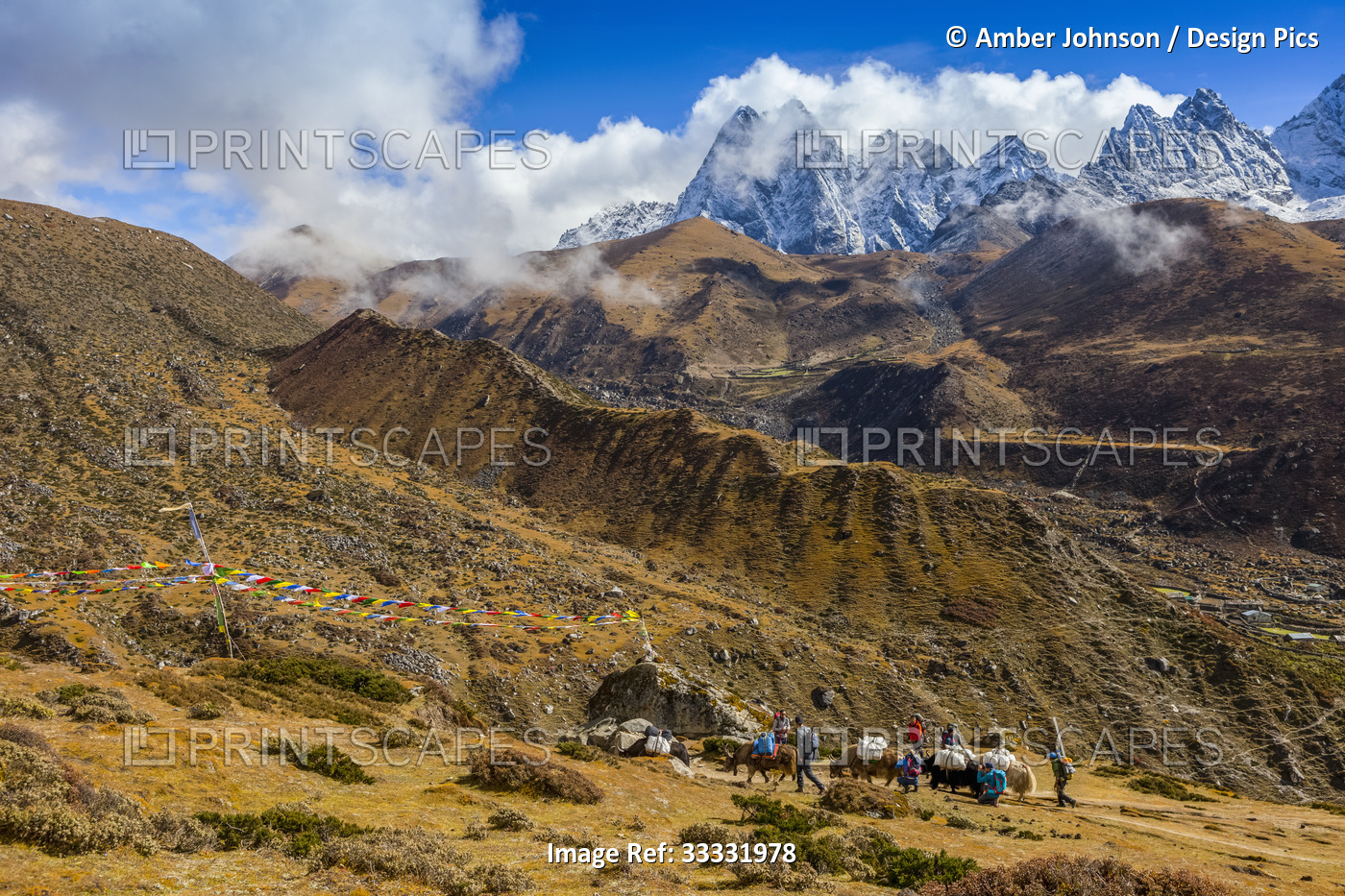 A herder in the foreground leads his yaks (Bos grunniens) carrying bundles of ...