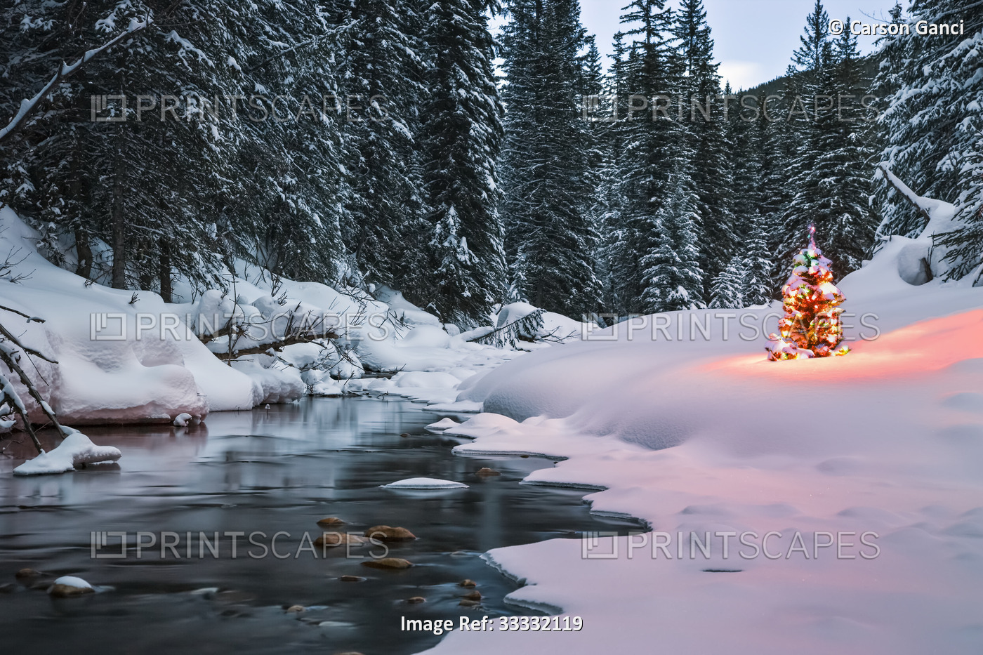 An evergreen tree is illuminated with Christmas lights on a snowy landscape by ...