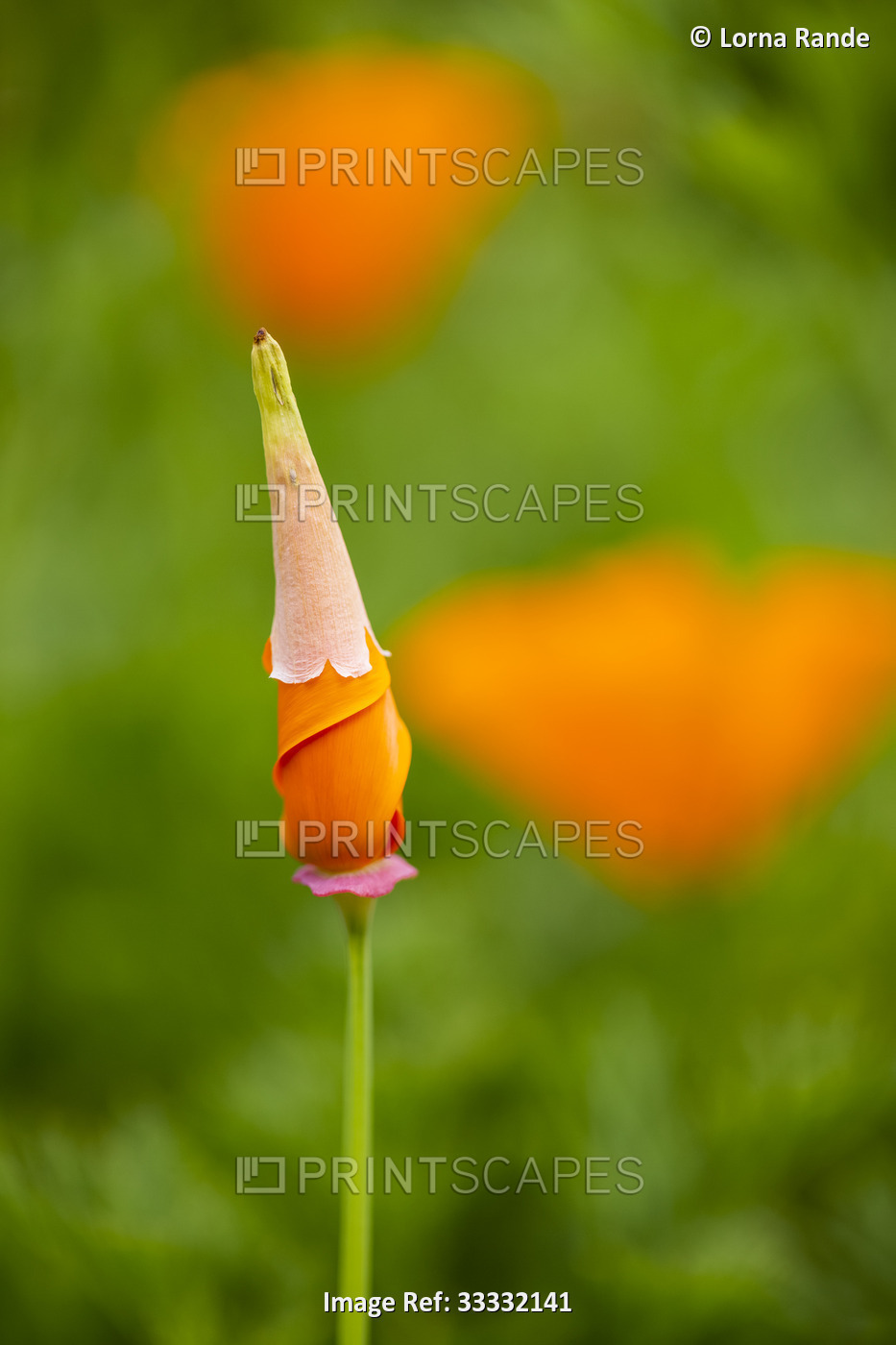 Close-up of orange, California Poppy (Eschscholzia californica) in bud stage in ...