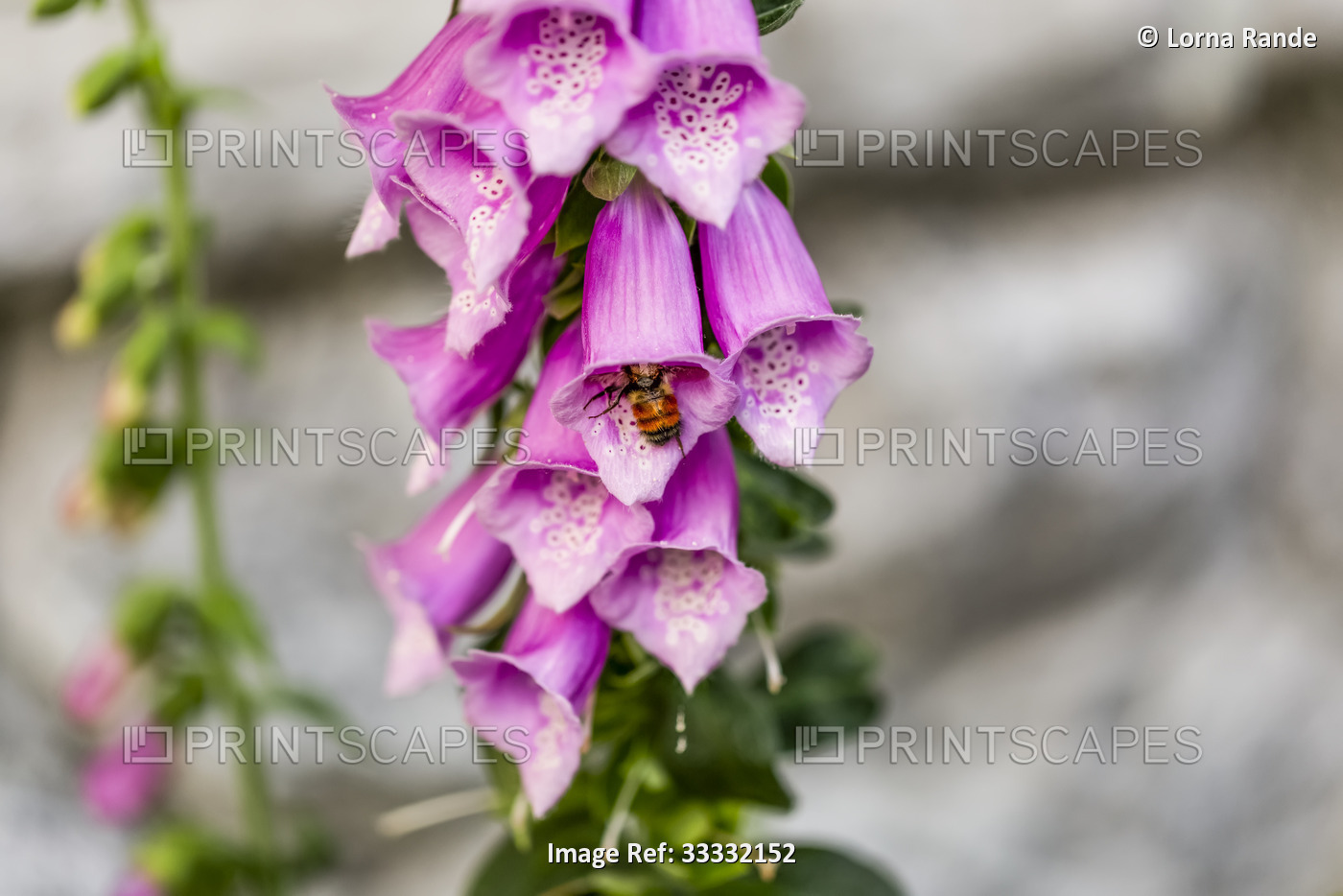Bumble Bee (Bombus) collecting nectar from the bell-shaped flower of a foxglove ...