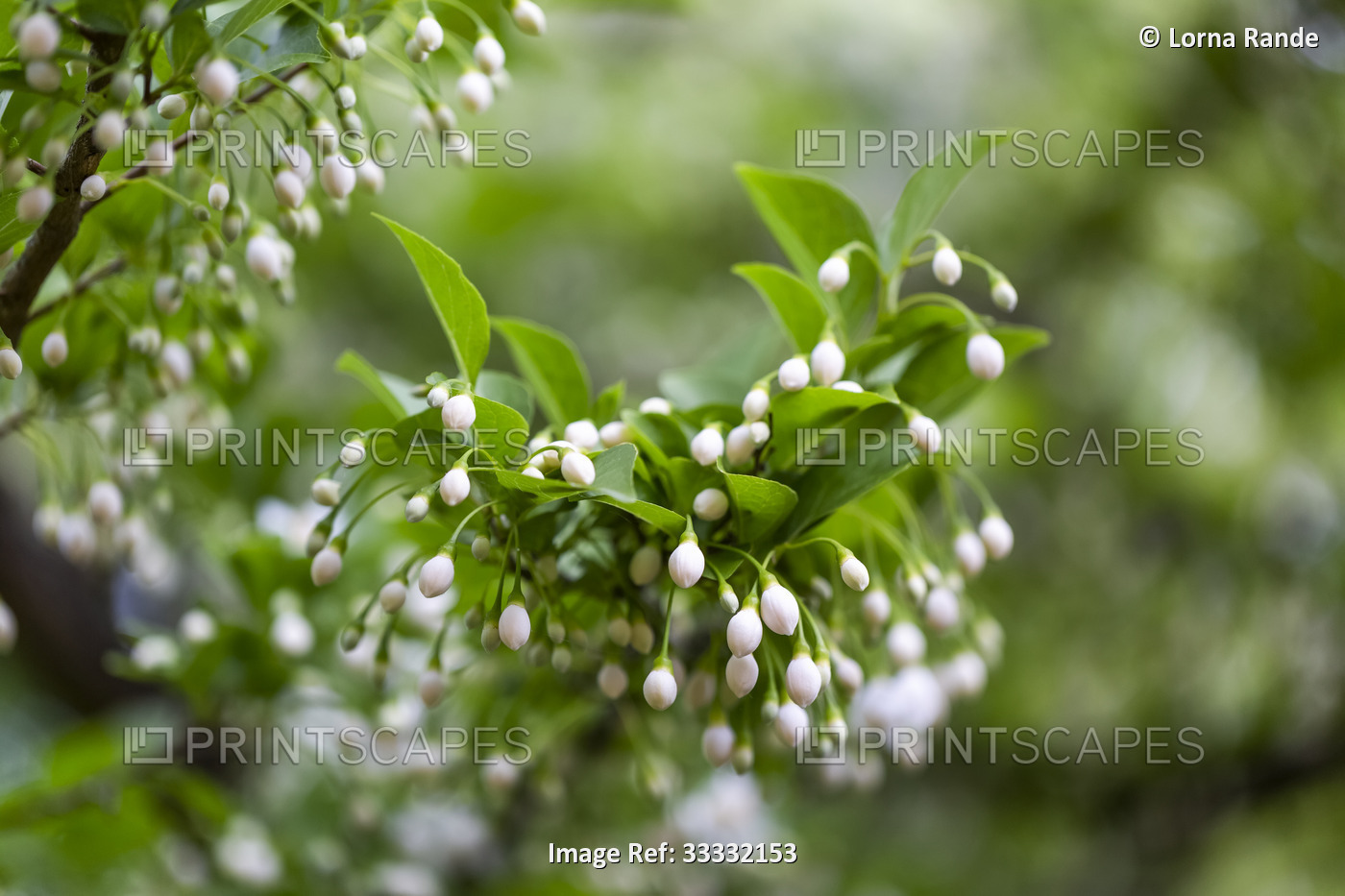 Close-up of small, white buds on a flowering plant in a private garden in ...