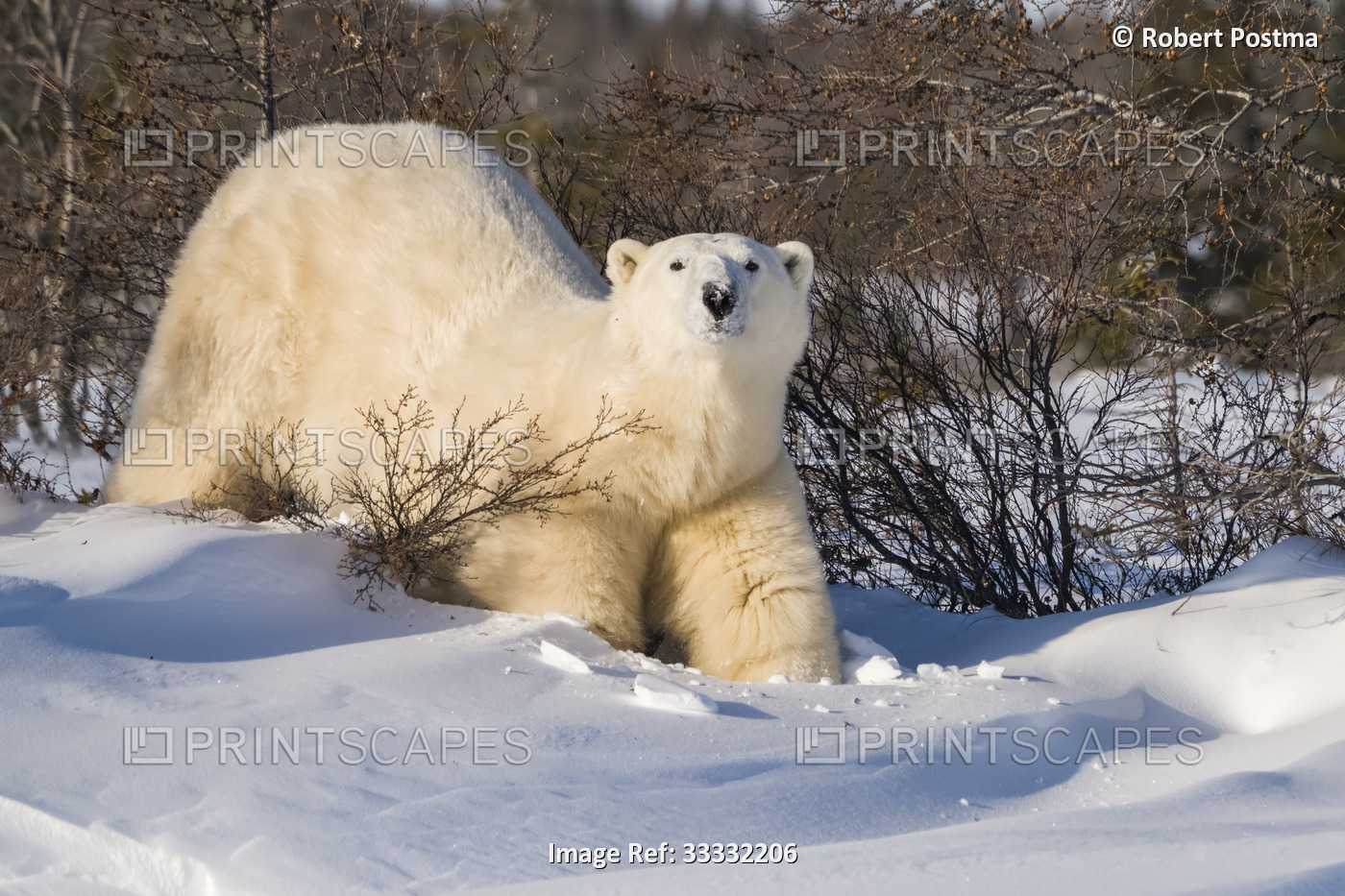 Polar bear (Ursus maritimus) in the snow looking at the camera; Churchill, ...