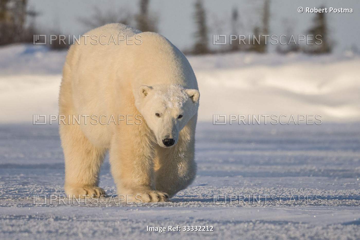 Polar bear (Ursus maritimus) walking in the snow looking at the camera; ...