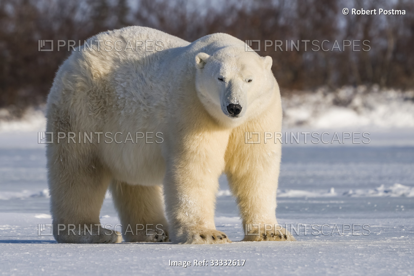 Polar bear (Ursus maritimus) in it’s natural environment, a magnificent animal; ...