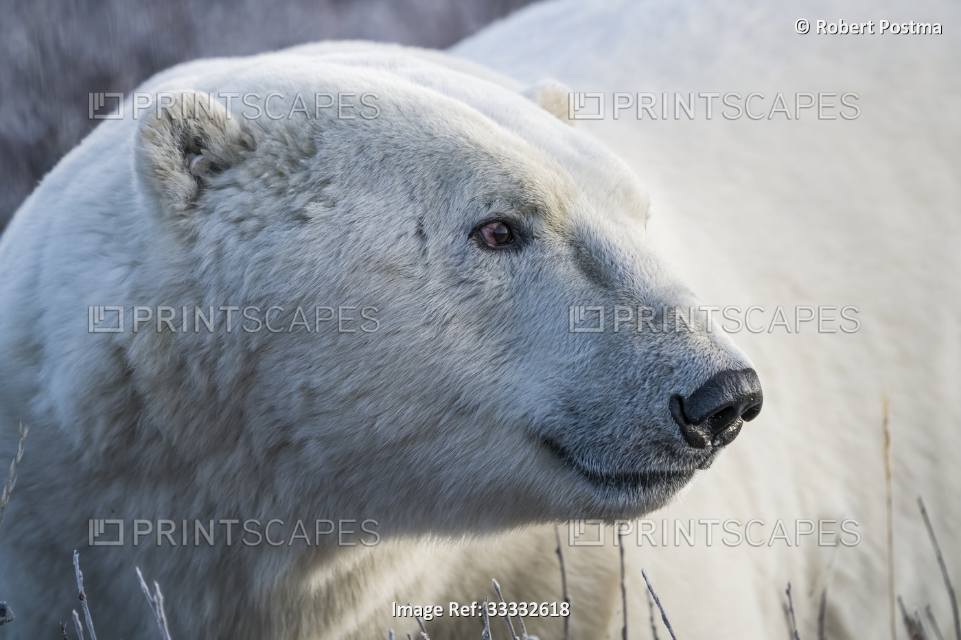 Polar bear (Ursus maritimus) in it’s natural environment, a magnificent animal; ...