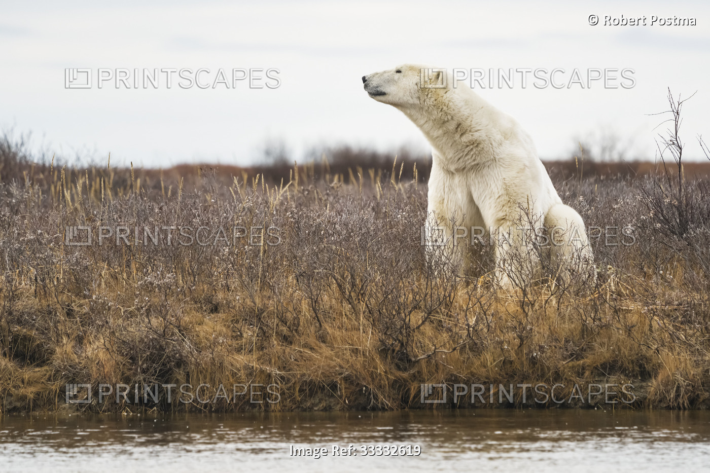 Portrait of Polar Bear (Ursus Maritimus) stretching its neck, sitting in a ...