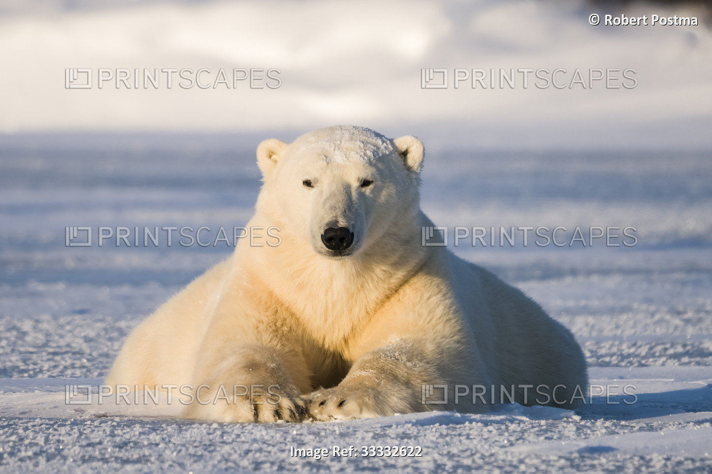 Portrait of a polar bear (Ursus maritimus) lying on the snow looking at the ...