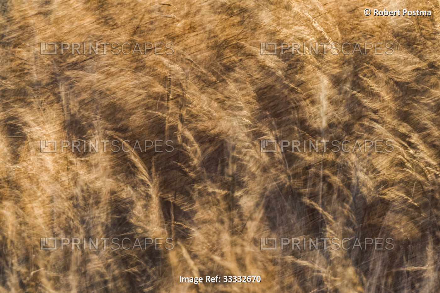 Artistic impression of grass blowing in the wind on the shores of Hudson Bay; ...