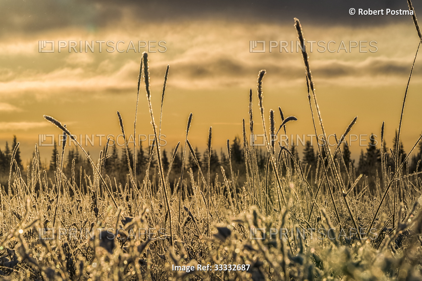 Grass backlit in the morning light along the coast of Hudson Bay; Manitoba, ...