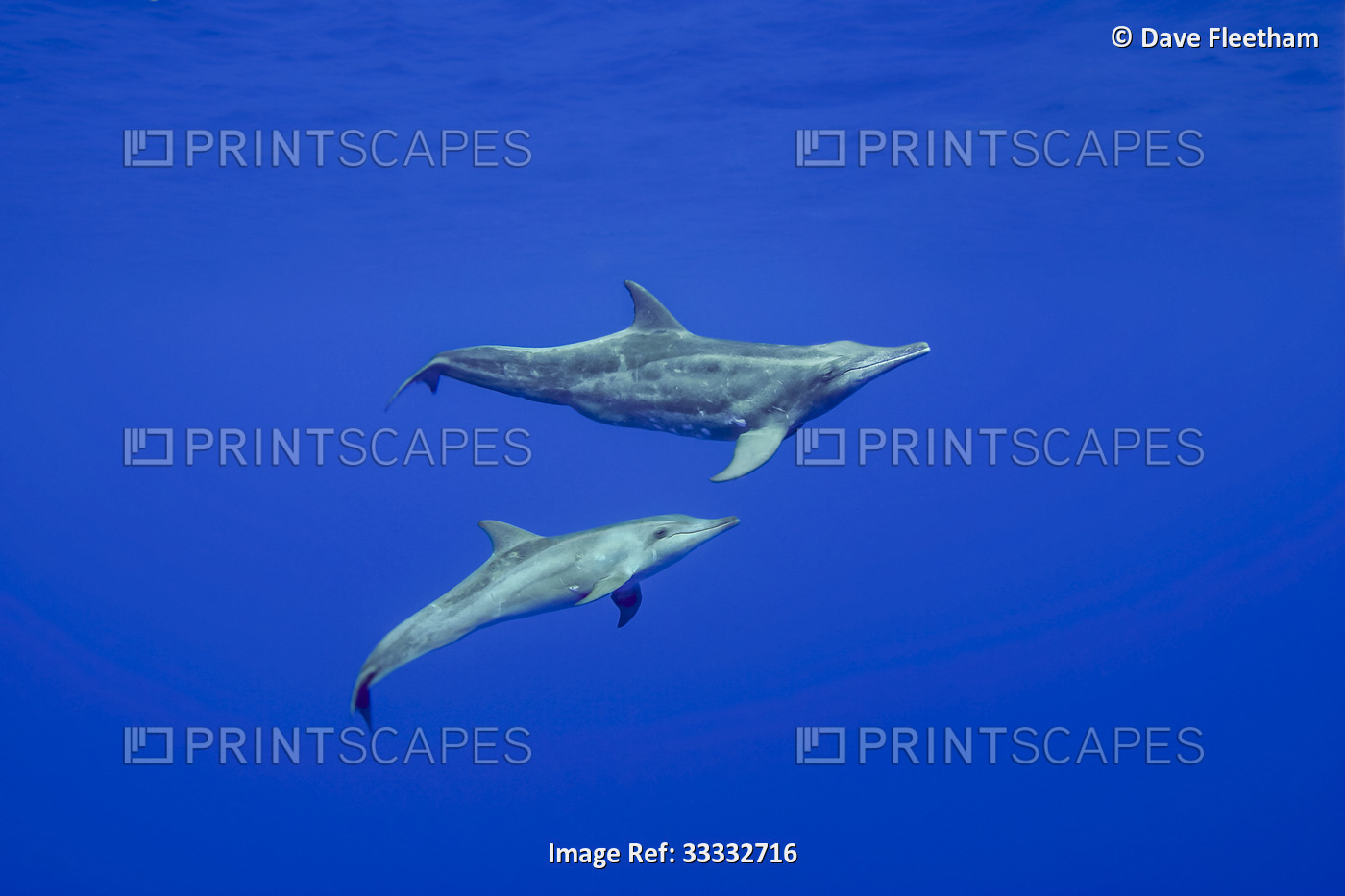 Two rough-toothed dolphins (Steno bredanensis) swimming together underwater, ...